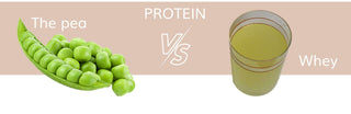 Pea Protein Powder: 9 Reasons to Switch from Whey